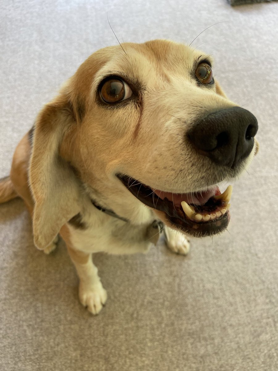 B.O.N.E.S. Beagles tweet media