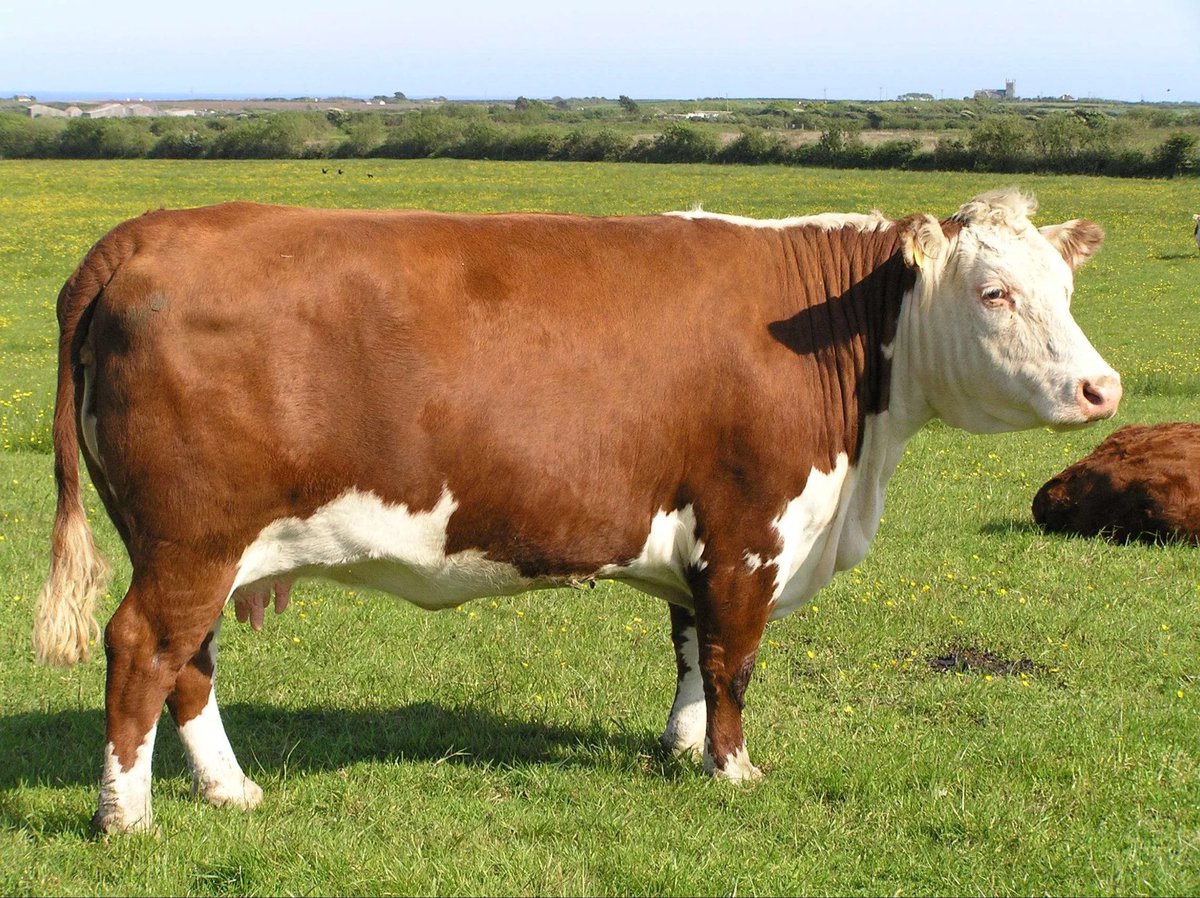 folkative tweet media