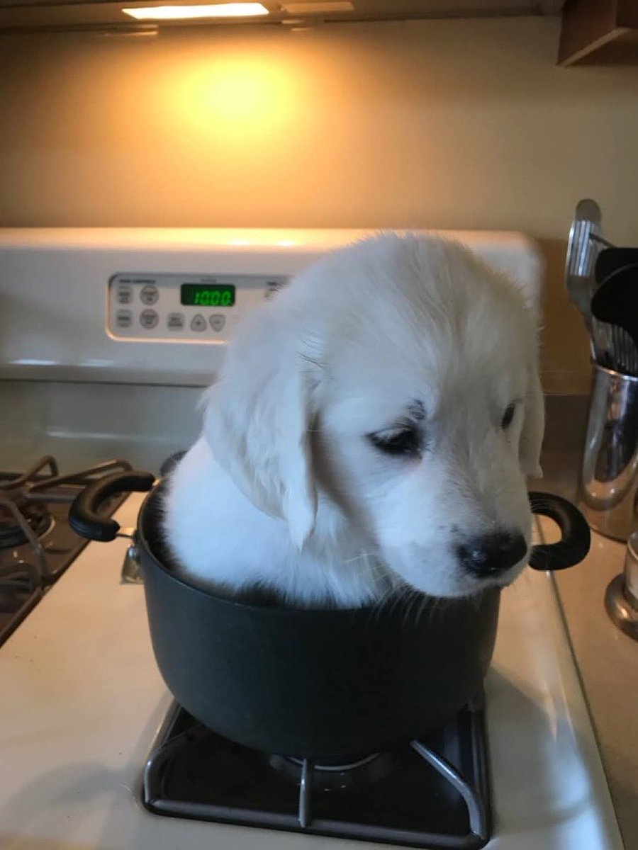 Luna🐾🐶 tweet media