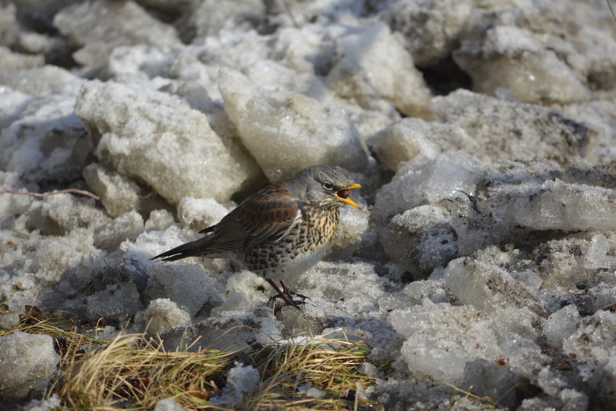 //твоё воображение tweet media