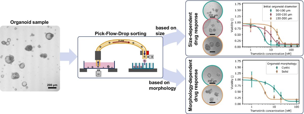 Organoid News tweet media