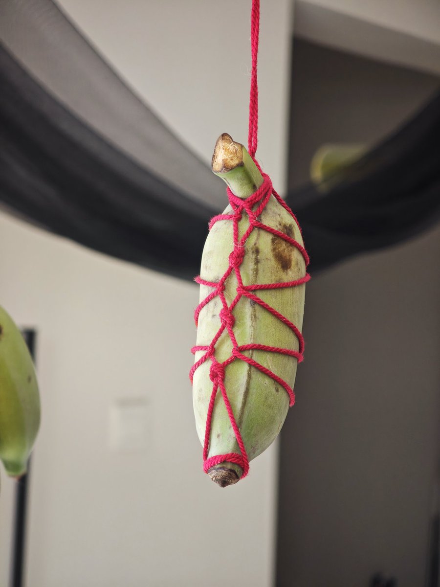 布河狸 tweet media