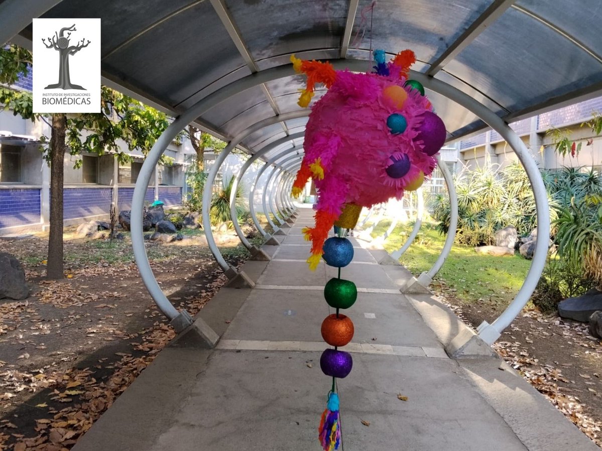 biomedicasunam's tweet photo. 🪅Neuroboom | 👍🗳Vota por tu favorita dejando tu like.
Tercer Concurso de Neuropiñatas de la Semana del Cerebro Biomédicas 2026 🧠 | #BrainAwarenessWeek #BrainWeek https://t.co/yXchROOrJg