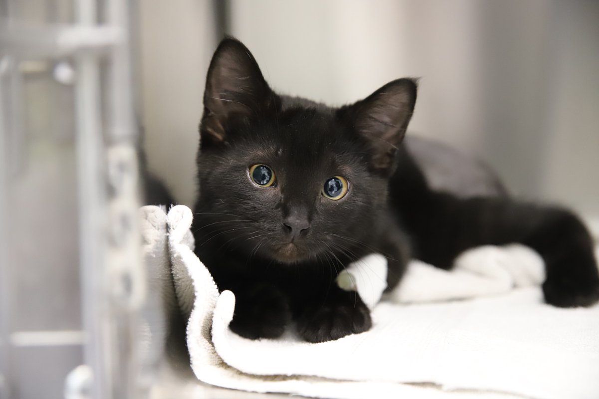 Calgary Humane Society tweet media