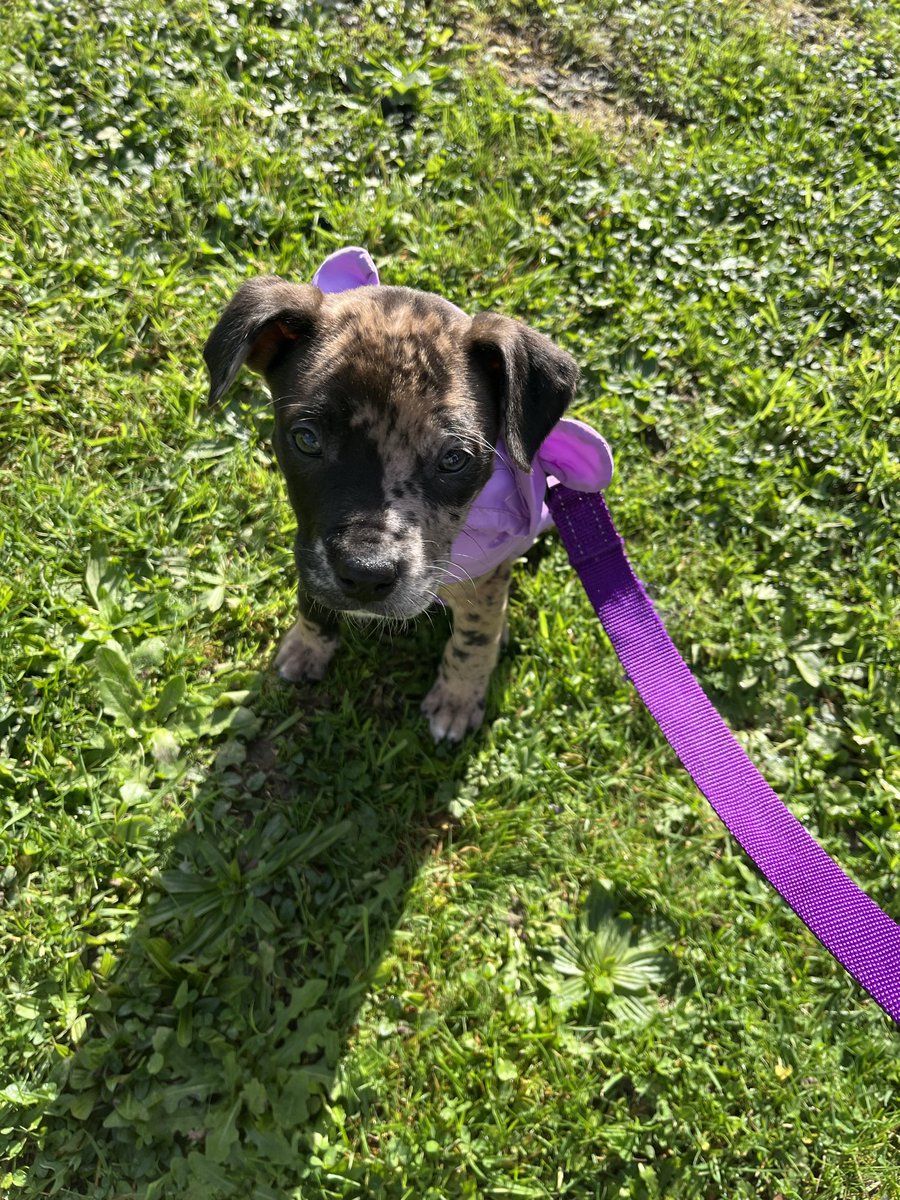 ❀ 𝕯𝖆𝖓𝖆 ❀ tweet media