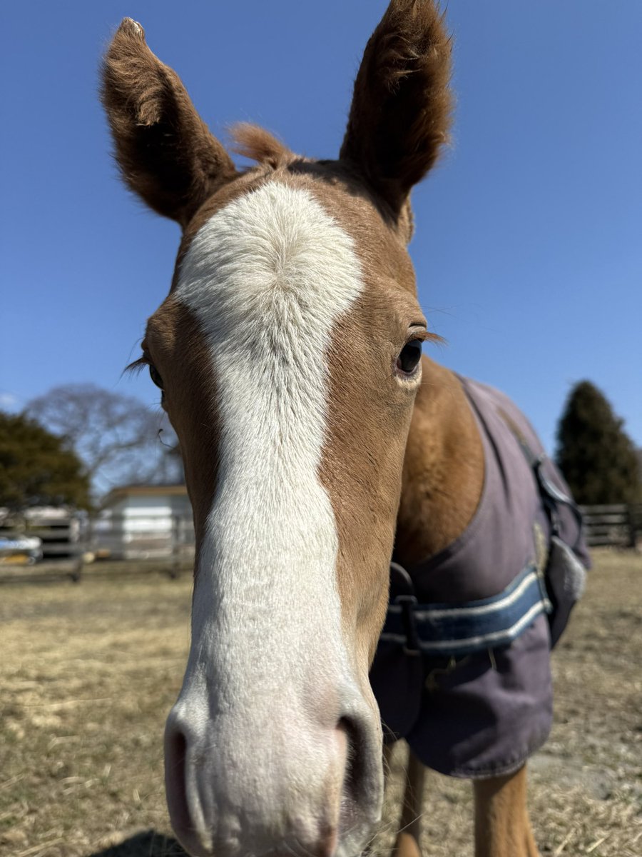 tominafarm's tweet photo. おっとりキナ子ちゃん☺️✨ https://t.co/R34xxlWgV2