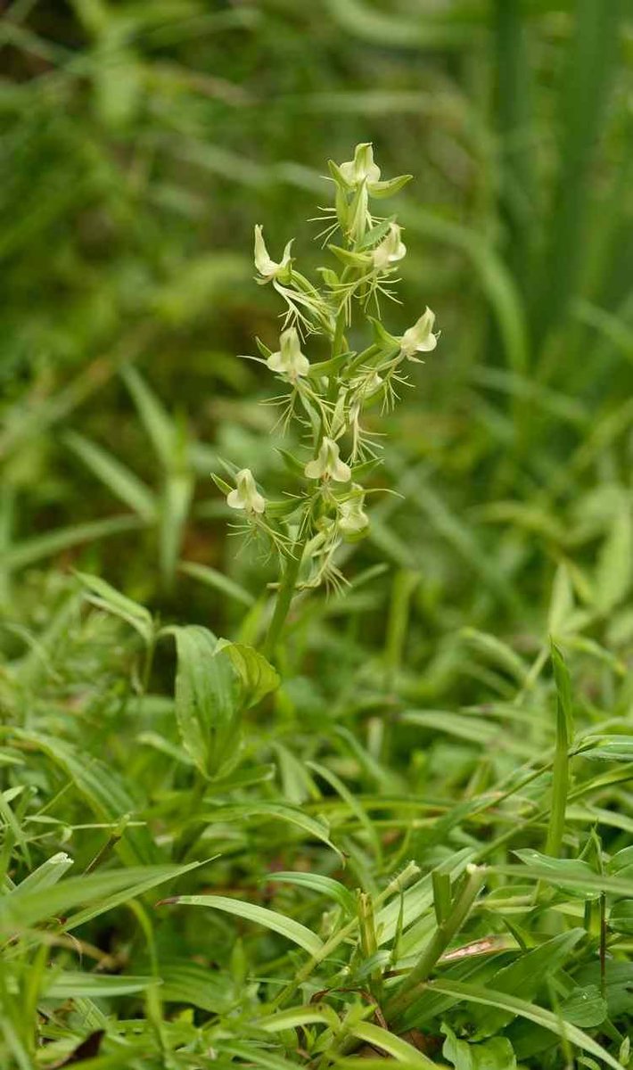 Naresh Swami tweet media