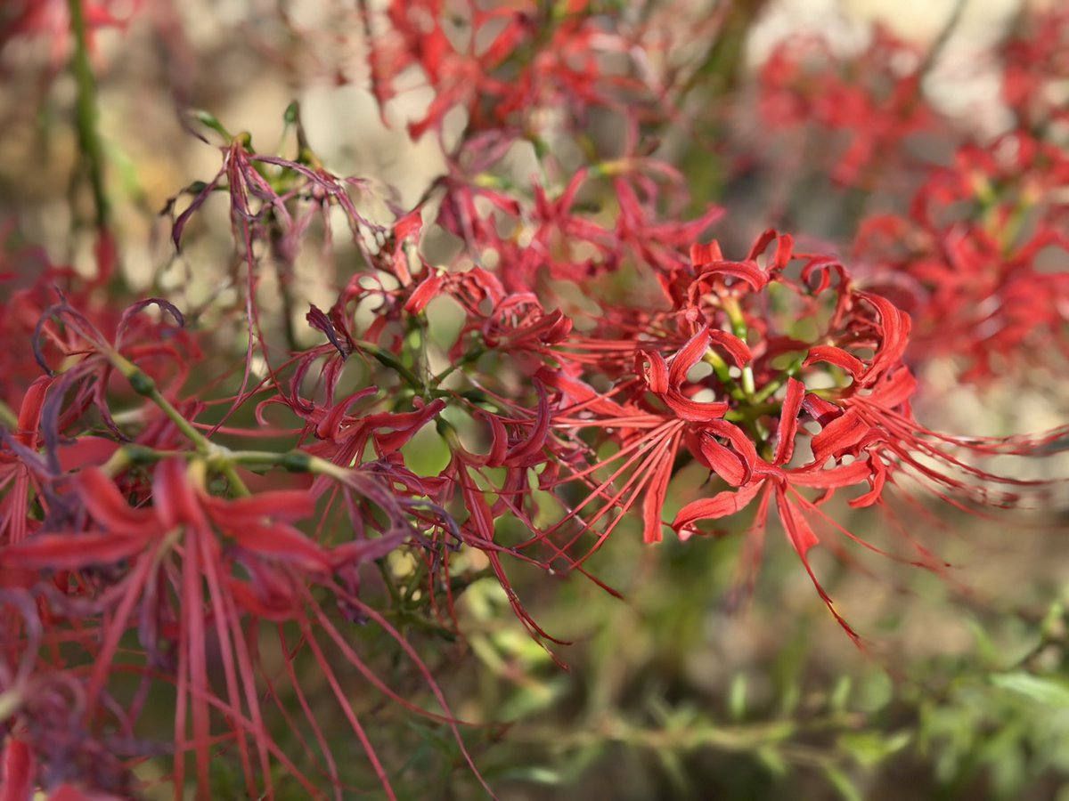 saurheart🦎🫀 tweet media