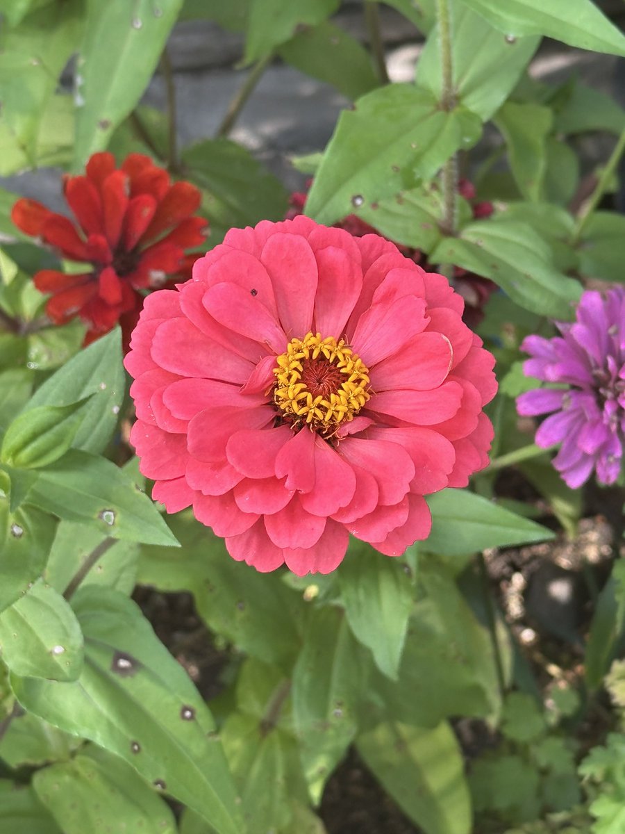 saurheart🦎🫀 tweet media