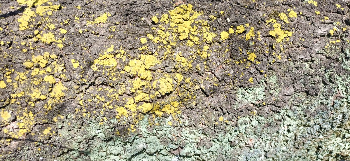 のん🍀365日野草生活®️ tweet media