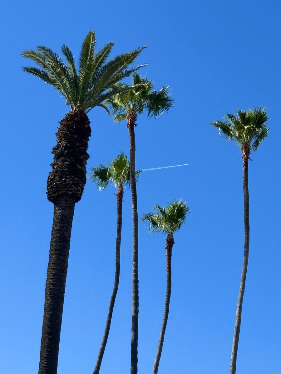 Tom Hall ☘️ tweet media