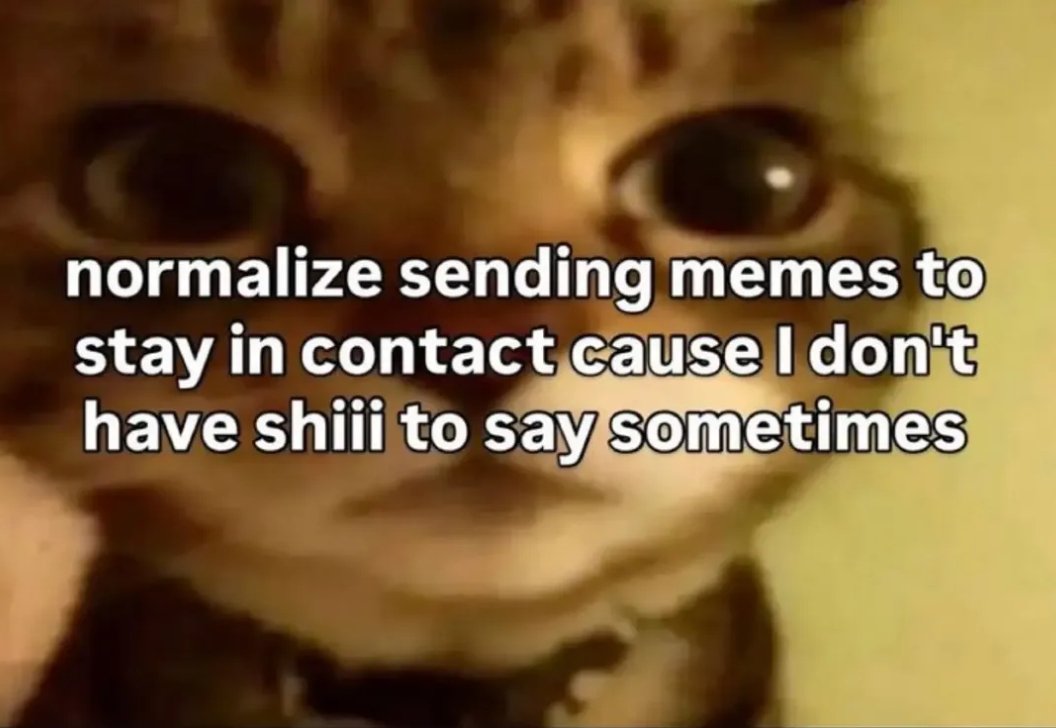 daily cats ♡ tweet media