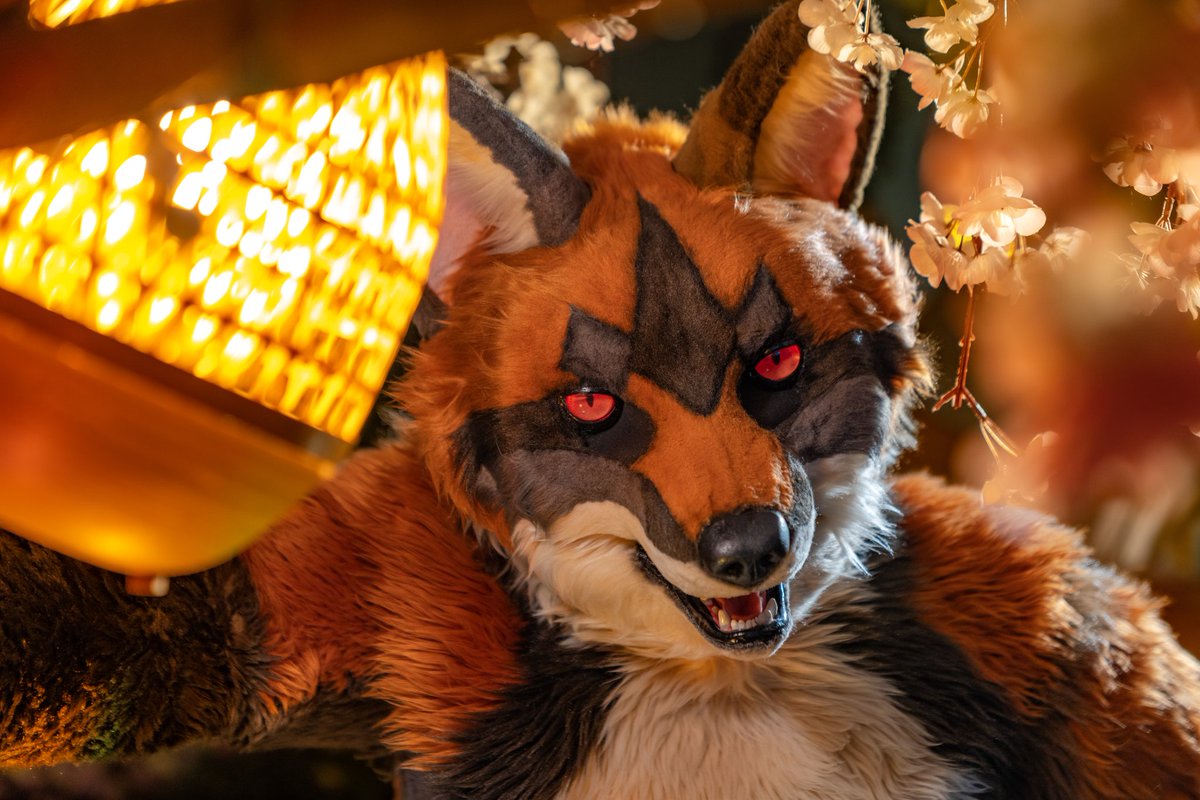 Sparrow🐦 ➡️Furstclass tweet media