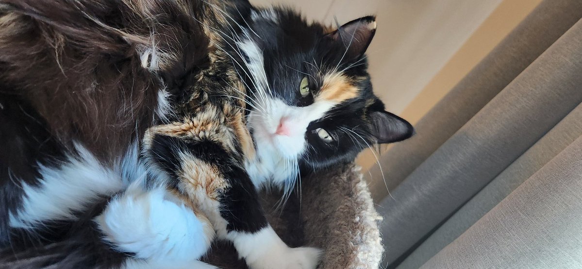 The Rubber Chicken🇨🇦 tweet media