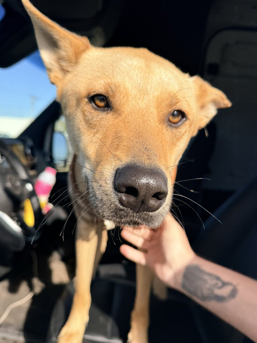 SplitDaWig 🪴 tweet media