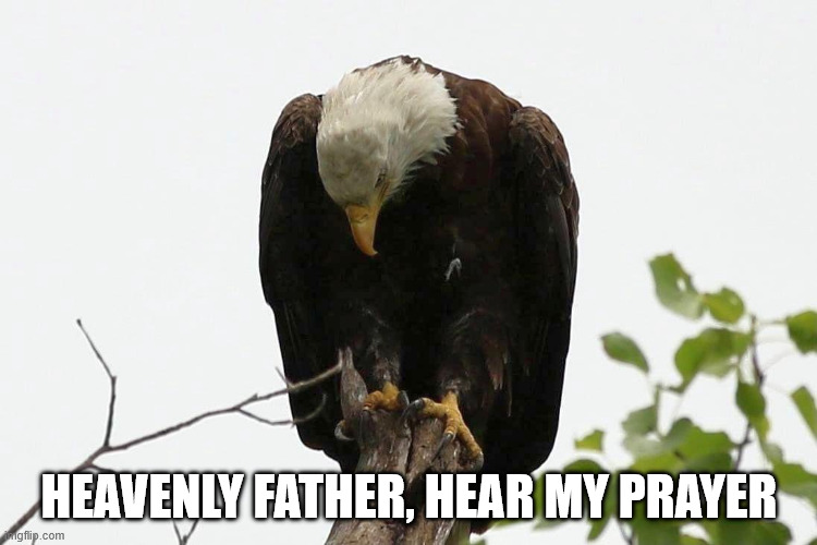 destroyislam tweet media