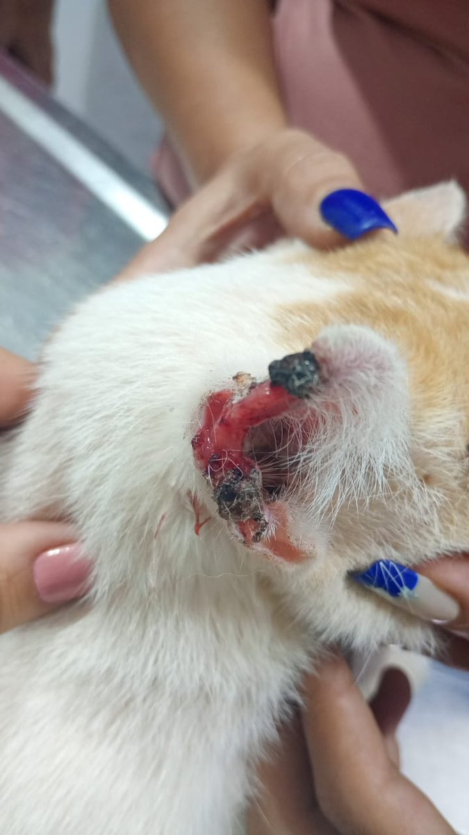 Tamara Davila tweet media