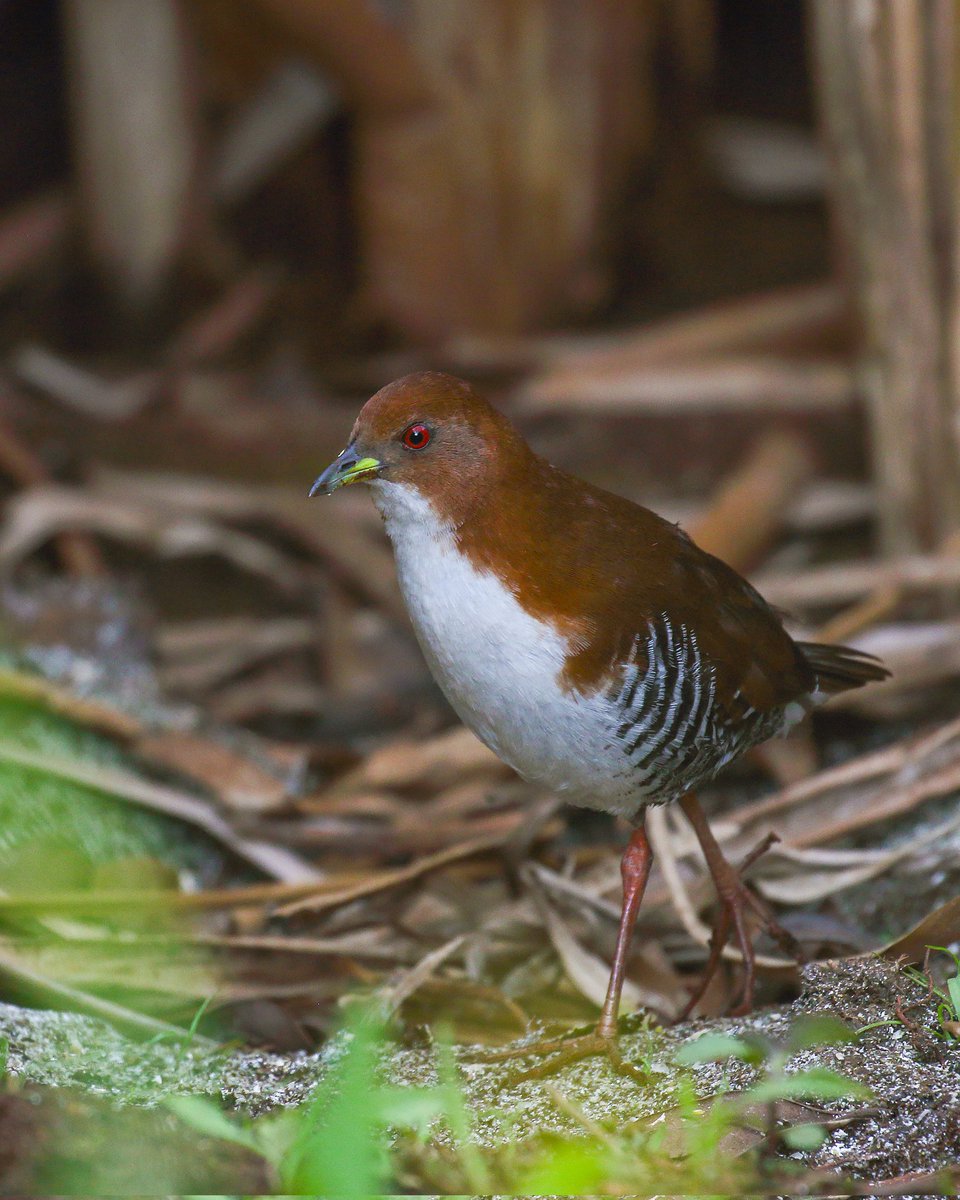 himanshuguptapr's tweet image. #Bird ID: Red-and-White #Crake

#Canon Gears
#BirdsSeenIn2025 #birdwatching #birdphotography #wildlifephotography  #canonphotography #TwitterNatureCommunity #nature #photographyoftheday #birdtonic  #birds #SaoPaulo
@natgeowild #wildlife #wild #BirdsOfTwitter #brazil
