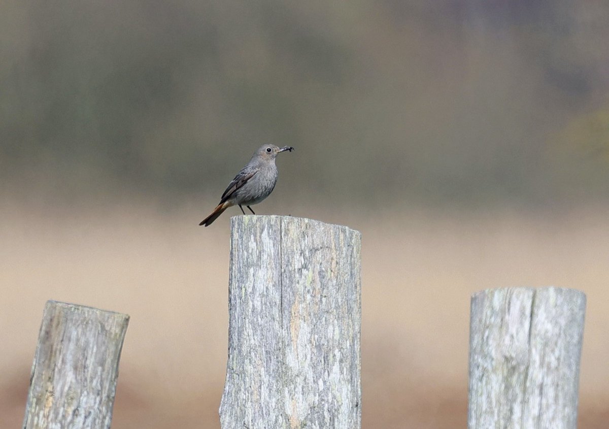 Ruth Watson tweet media