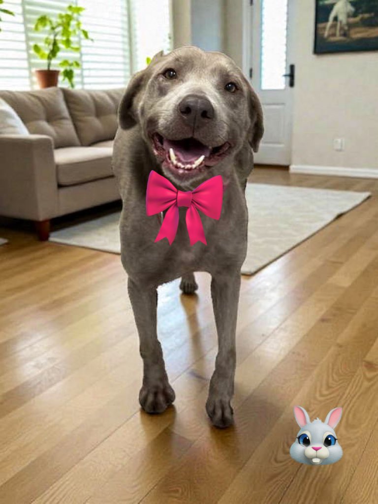 Proverbs 12:10 Animal Rescue tweet media