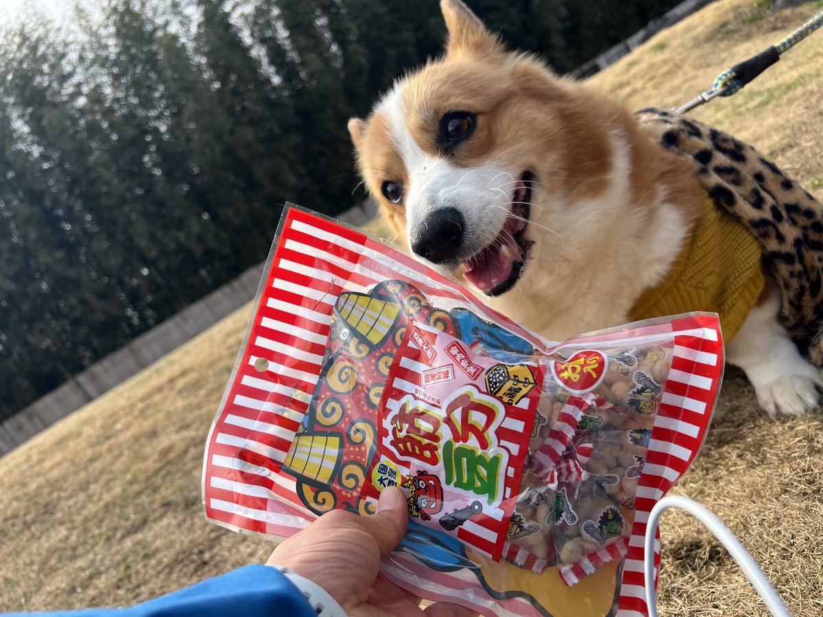 roukenhome9989's tweet photo. 【老犬ホーム】九十九里パーク！2月のイベントは節分でした♬可愛い鬼っ子いっぱいのドックラン👹♬
https://t.co/gNW1HULCks
#老犬介護　#高齢犬　#長期お預かり　#成犬　#ロウケンズ応援団　#犬好きさんと繋がりたい  #秘密結社老犬倶楽部　#千葉　#海　#夜鳴き　#芝生　#ドックラン　#寝ない　#柴犬 https://t.co/kvOSzzzcsz