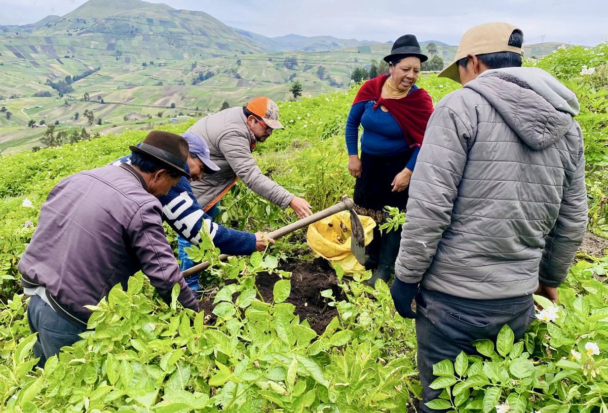 AgriculturaEc's tweet image. #Cotopaxi | Realizamos un recorrido territorial junto a la misión del @IFADespanol y productores de las juntas de riego Jatun Juigua Yacubamba, La Merced Potrerillo, Pucará Cruz Pamba y San Cristóbal, del cantón #Pujilí, con el objetivo de identificar oportunidades de