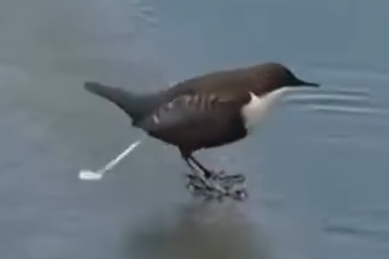 theFaucist tweet media