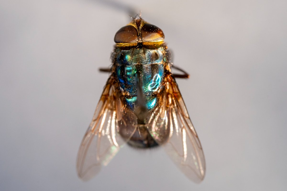 Texas A&M AgriLife Extension Service tweet media