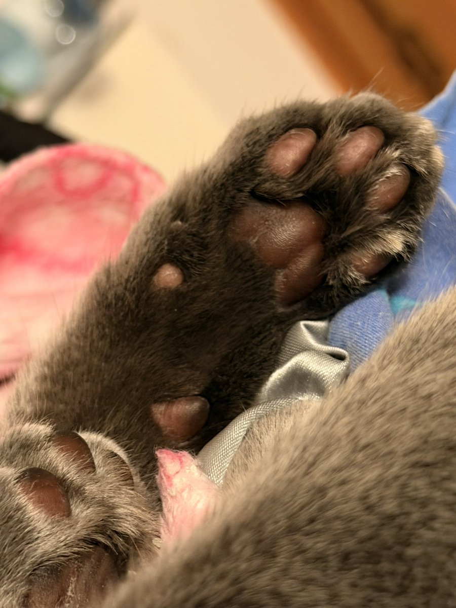 Doña Maya 🐝 tweet media