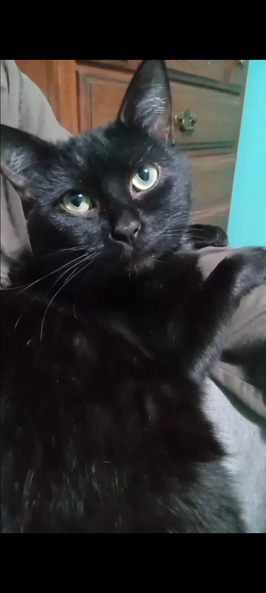 BrideofChompy tweet media