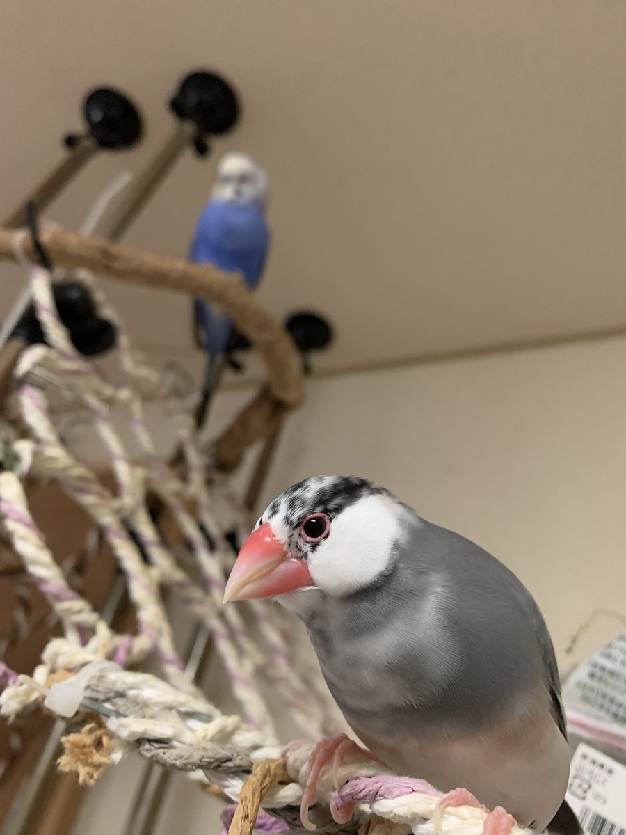 ちゅんぱぁ tweet media