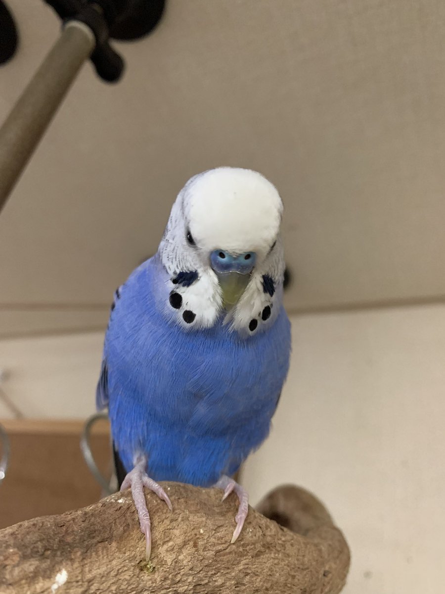 ちゅんぱぁ tweet media