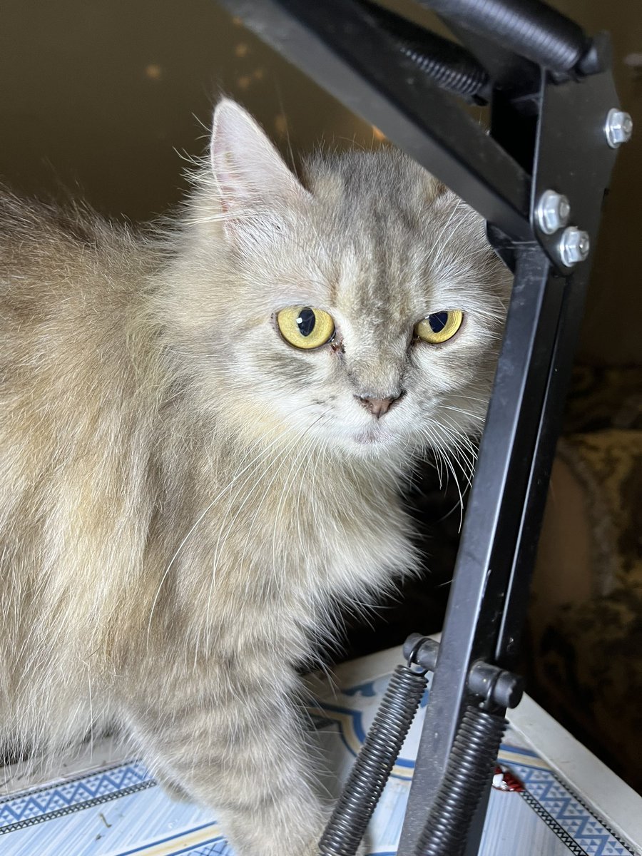 — yué! 𖾕𖾝꙼ᩚ𛲕𖾟 tweet media