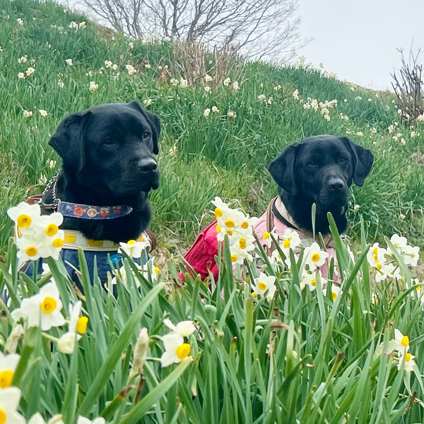 日本ライトハウス　盲導犬訓練所 tweet media