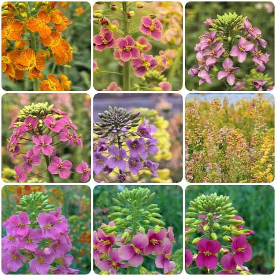 China Science tweet media