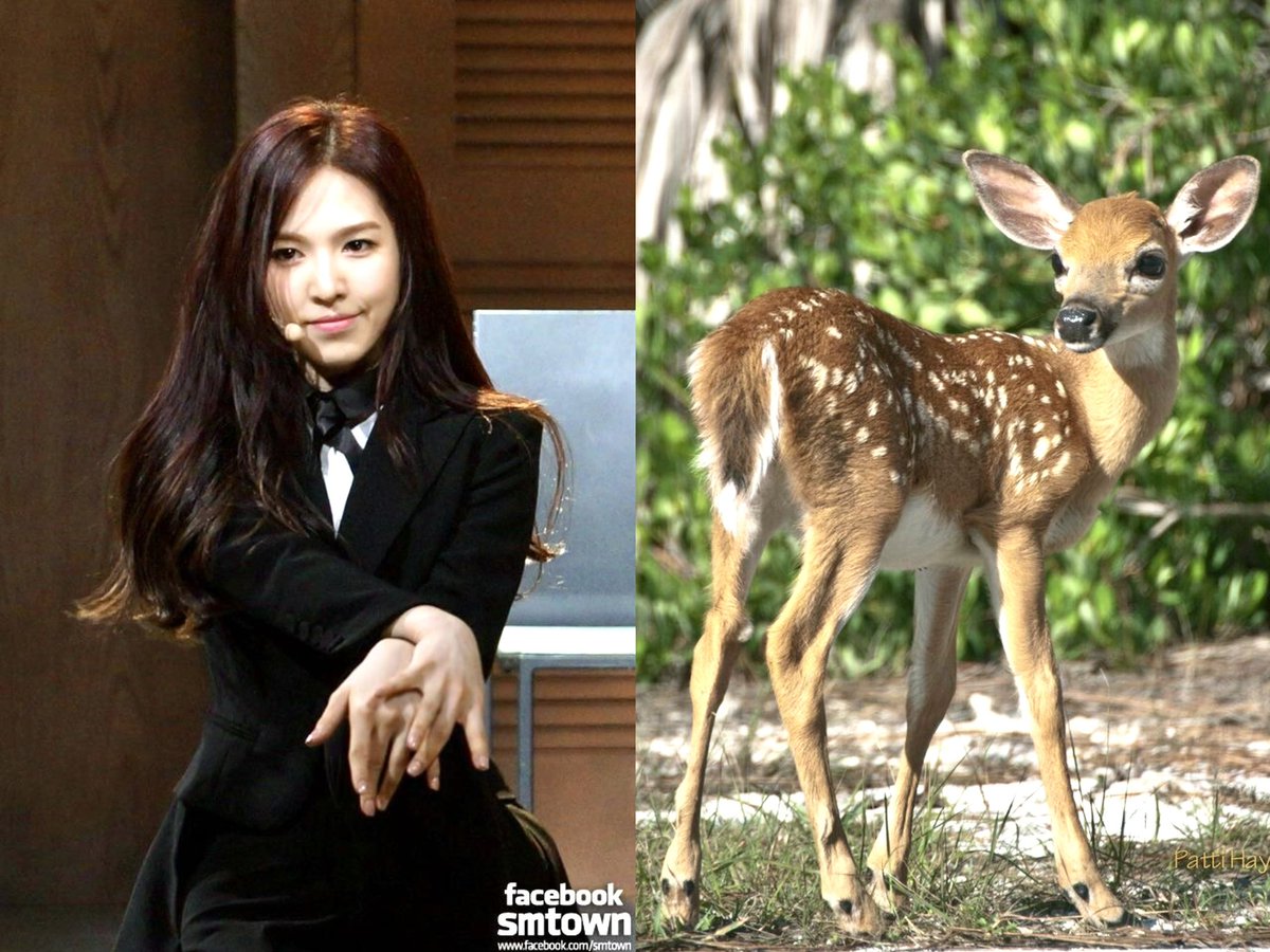 __itsmelyra's tweet photo. simply a young deer that just showed up, full of ambition.

-
#WENDY #웬디 https://t.co/OaNyNdGLY4