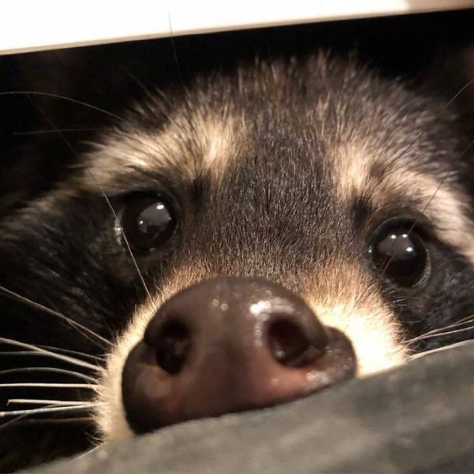 粒粒餡子 tweet media