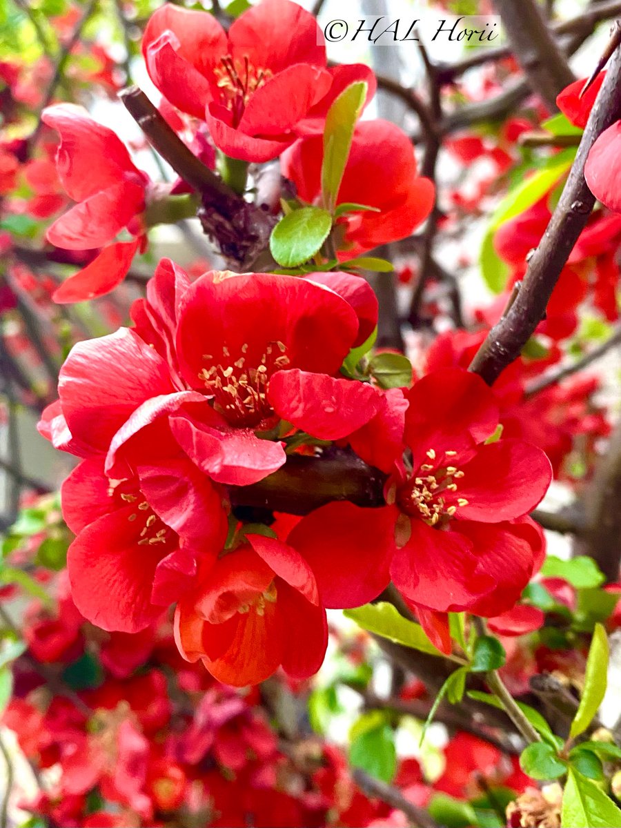 hal horii art💐 tweet media