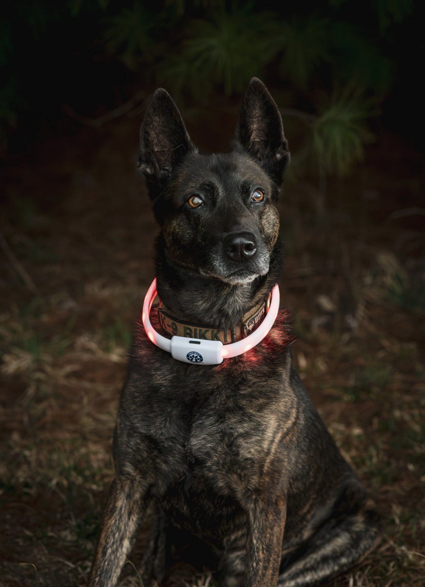 Project K9 Hero tweet media