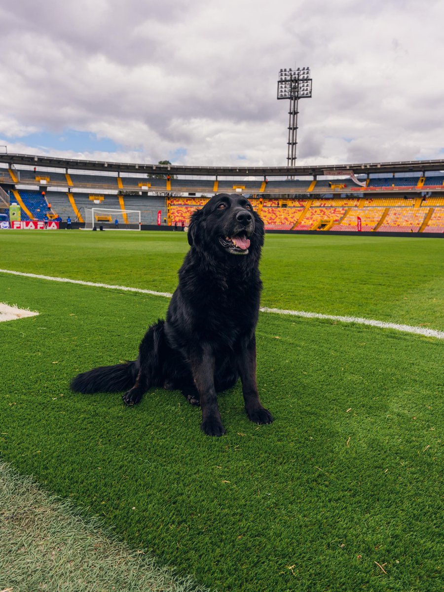 SenciaBogota's tweet photo. 🐶⚽ Porque muchos lo pidieron... Acá está el guardián de la grama.

#NosVemosEnElEstadio https://t.co/1BmmeiY1YG