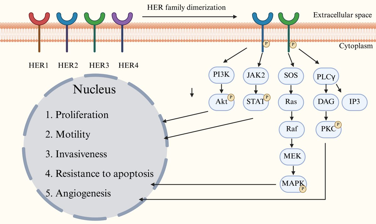 World Journal of Oncology tweet media