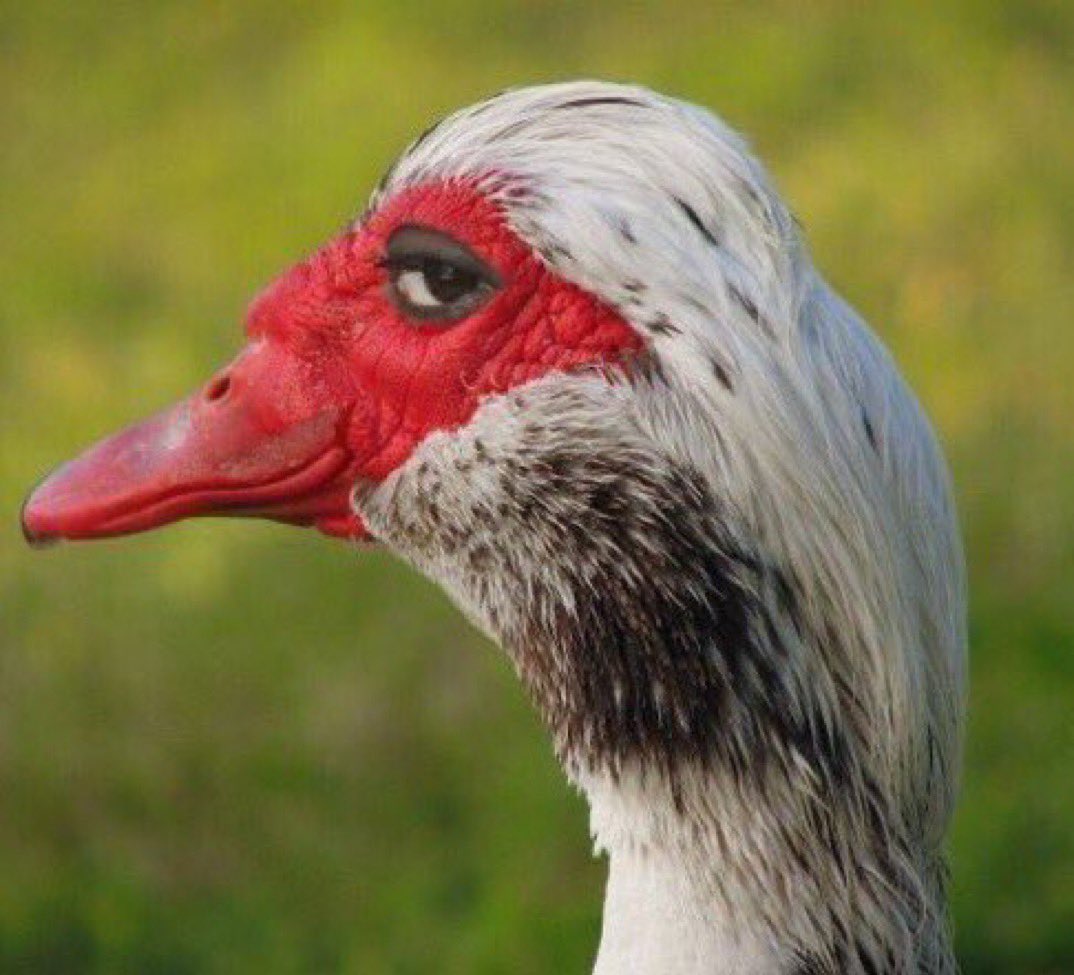 Flyra Glass tweet media