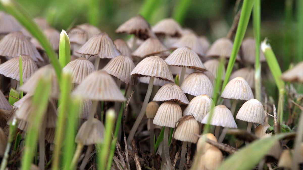 Bright Wire News tweet media