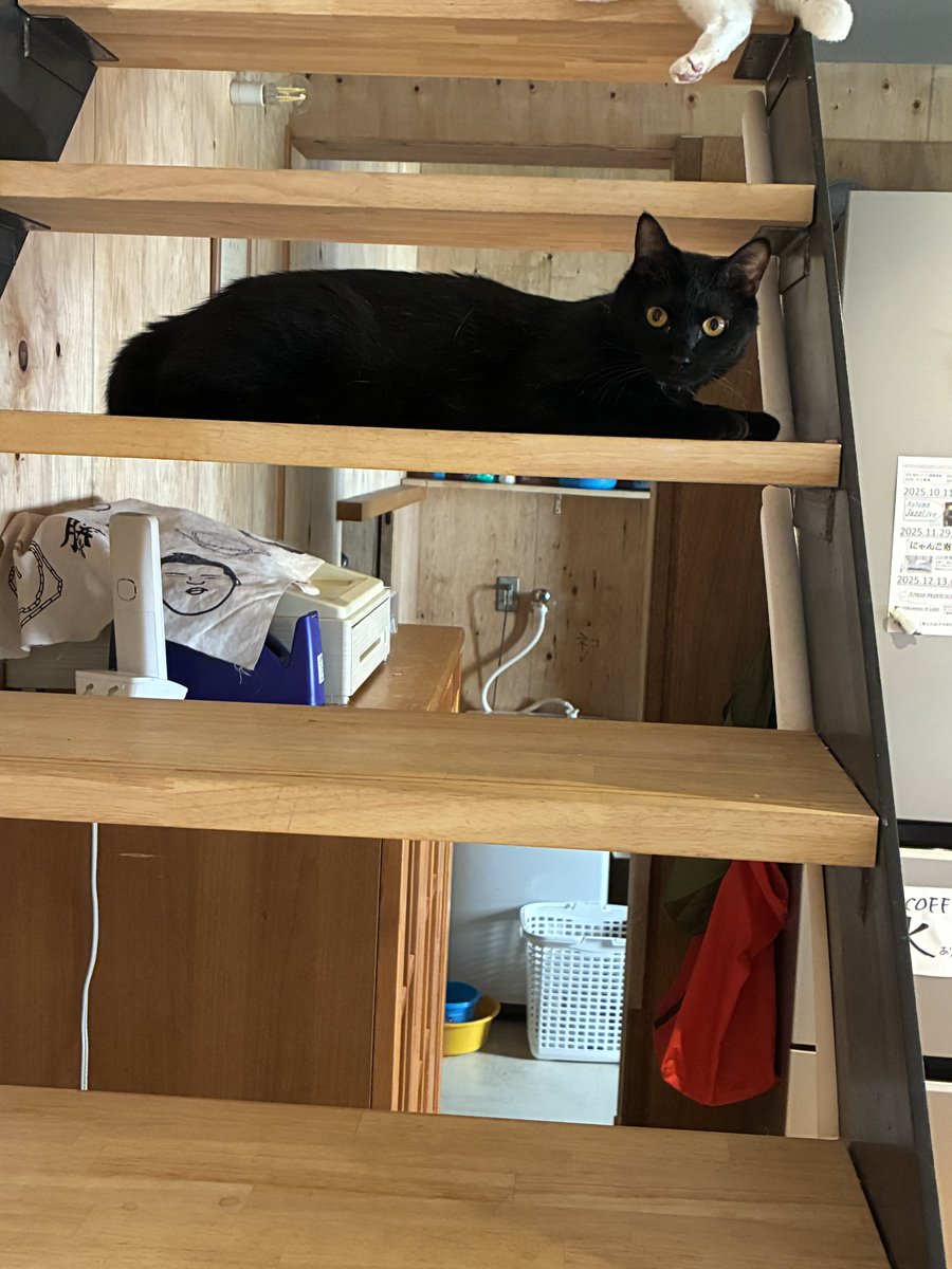 🐈🐾エルサ🐕🐾 tweet media