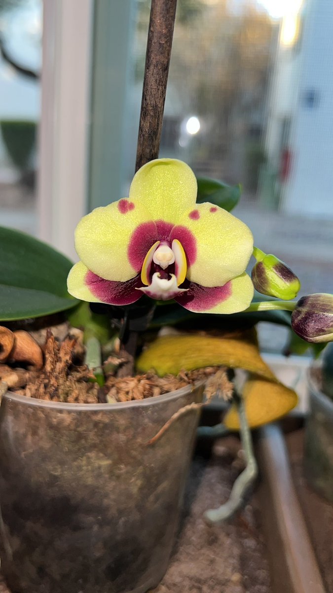 Stoic calm tweet media