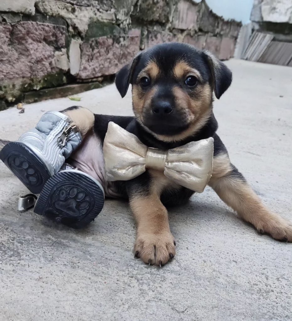 milkel scott tweet media