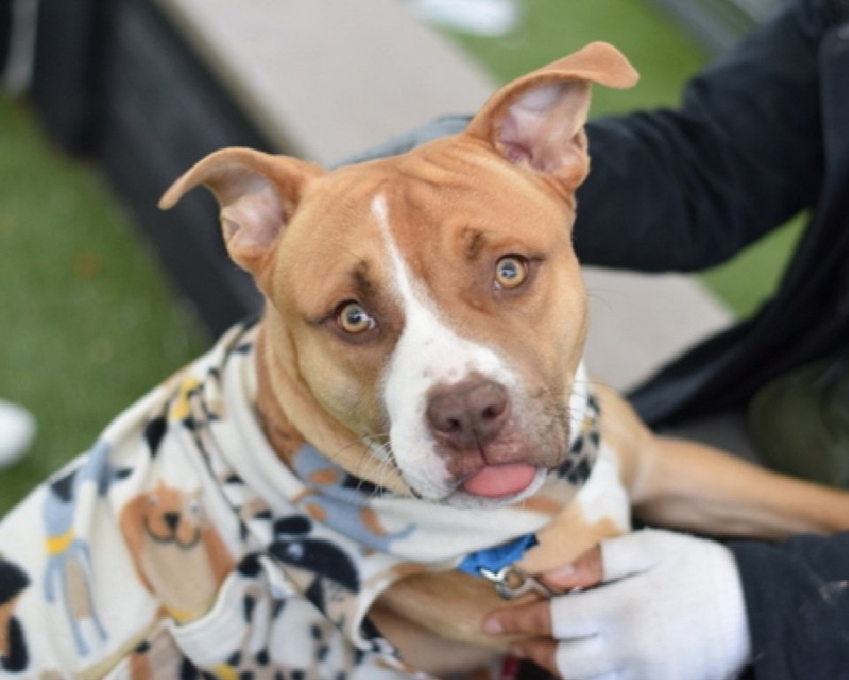 Morgan Fairchild's Dogs tweet media