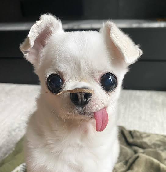 Dankchains tweet media