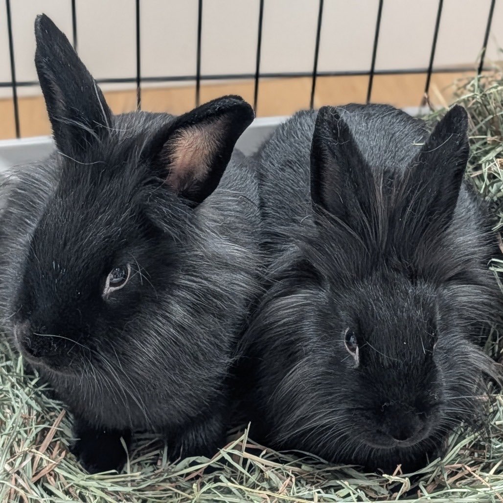 House Rabbit Society tweet media