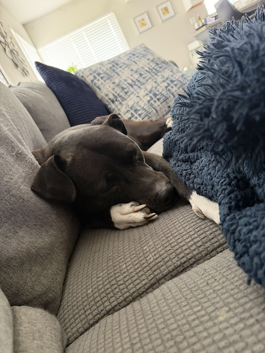 Danny DaMENACE tweet media